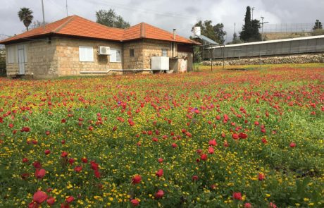 חוקר נולד: מיזם חדש של הגן הבוטני באוניברסיטת ת”א והחברה להגנת הטבע – סקר צבעי כלניות בישראל