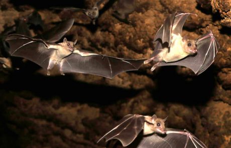 מחקר באוניברסיטת תל אביב: במצבים מסוימים עטלפים מעדיפים את חוש הראיה על פני חוש הסונר