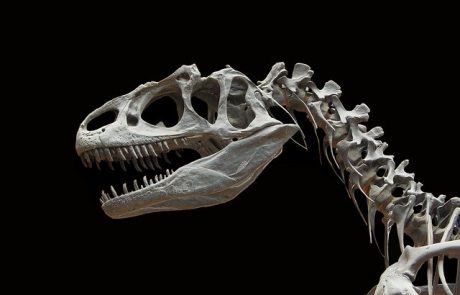ביצים של דינוזאור: חוקרים הצליחו לגלות פרט מפתיע על החיה הנכחדת