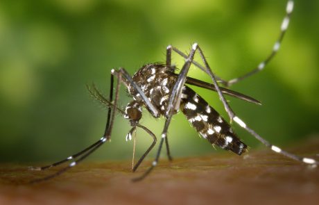 היתושים משבשים לכם את שגרת החיים? הנה כל מה שאתם צריכים לדעת לפני שתצאו לקנות קוטל נגד יתושים
